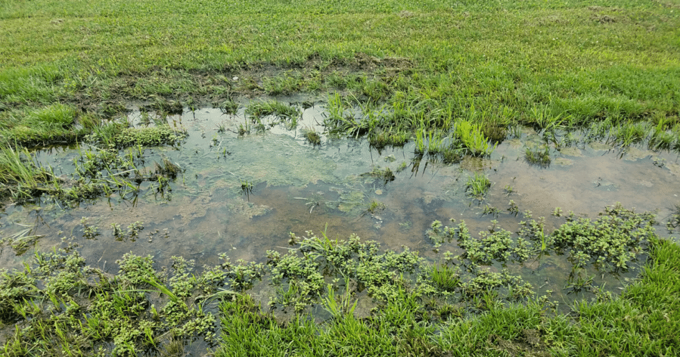 grassy bog with standing water